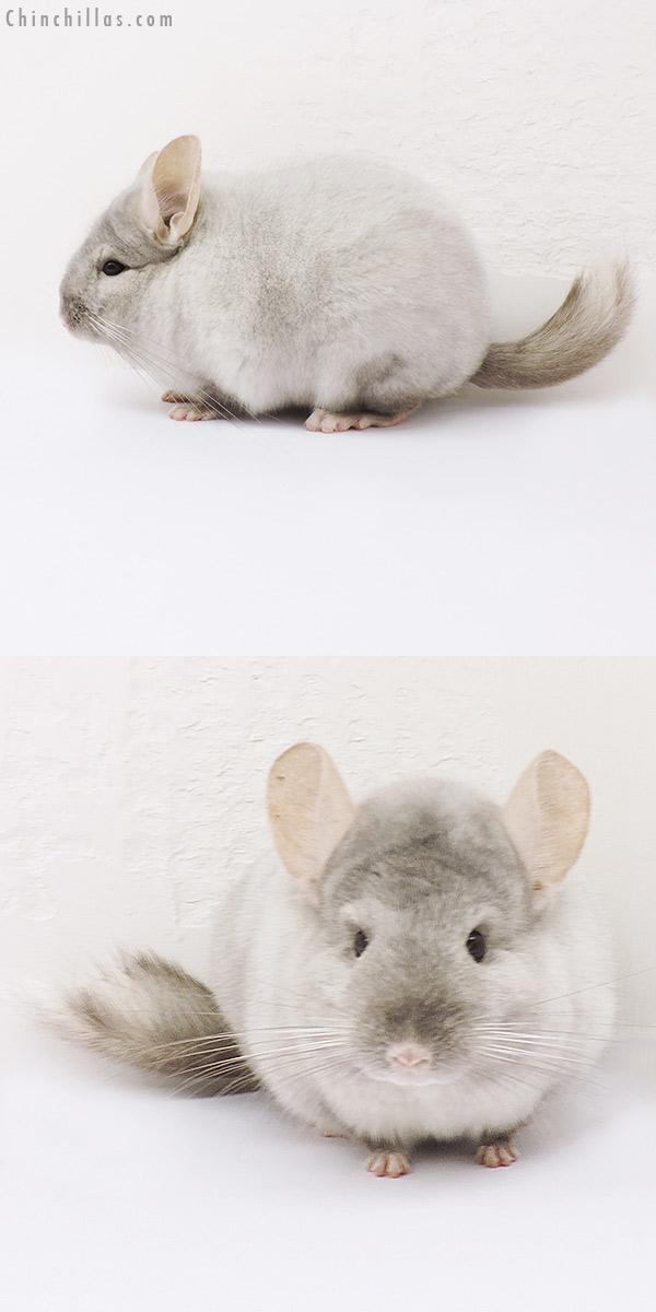 15093 Show Quality Tan & White Mosaic Female Chinchilla