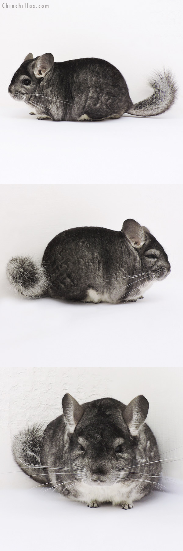 15094 Large Premium Production Quality Standard Female Chinchilla