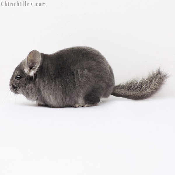 15096 Show Quality Violet ( Ebony Carrier ) Male Chinchilla