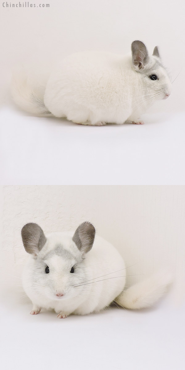 15098 Herd Improvement Quality White Mosaic Male Chinchilla