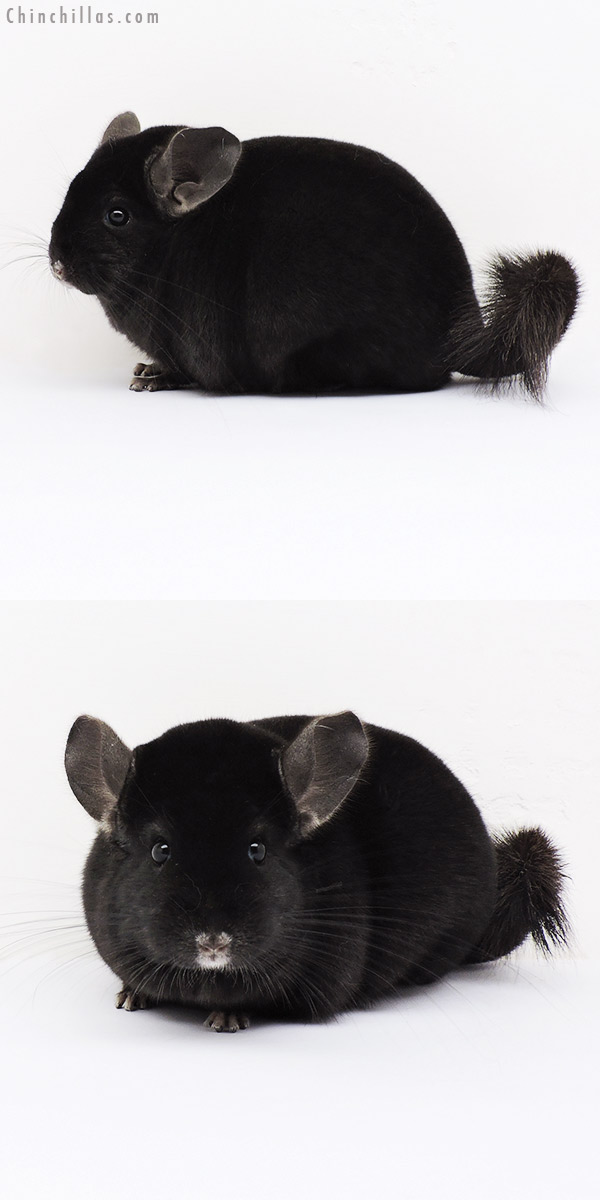 15099 Large Herd Improvement Quality Ebony Male Chinchilla