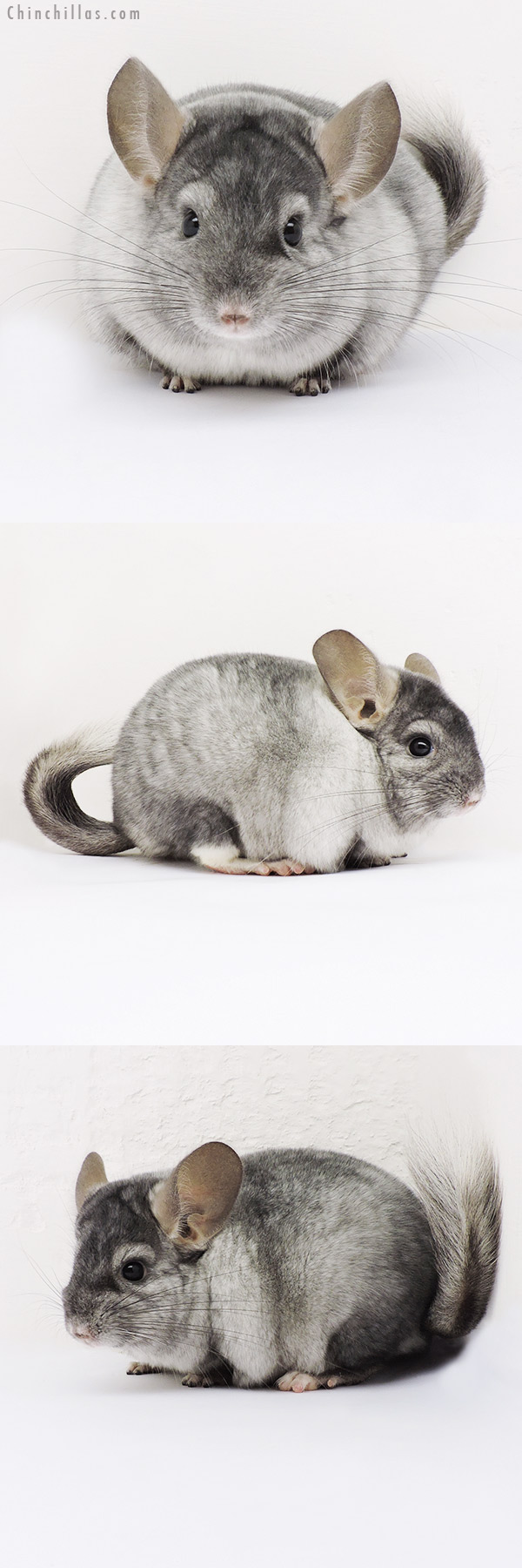 15100 Show Quality Ebony & White Mosaic Male Chinchilla