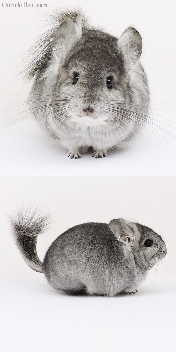 15101 Standard Royal Persian Angora Male Chinchilla with 'lion mane' & ear tufts