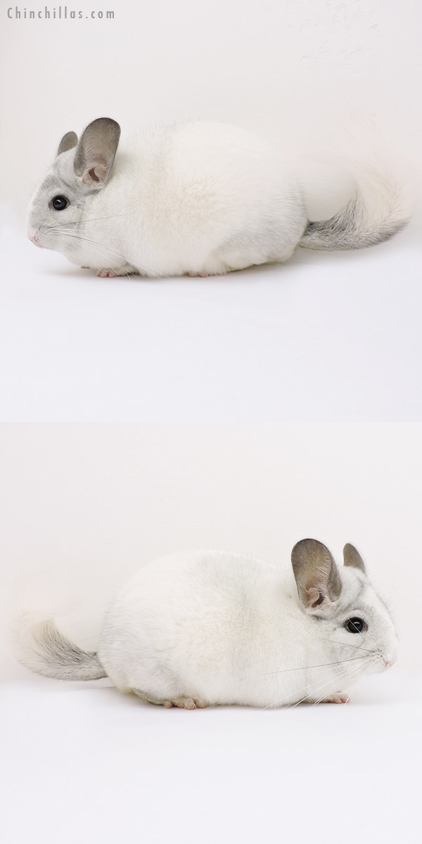 15102 Herd Improvement Quality White Mosaic Male Chinchilla