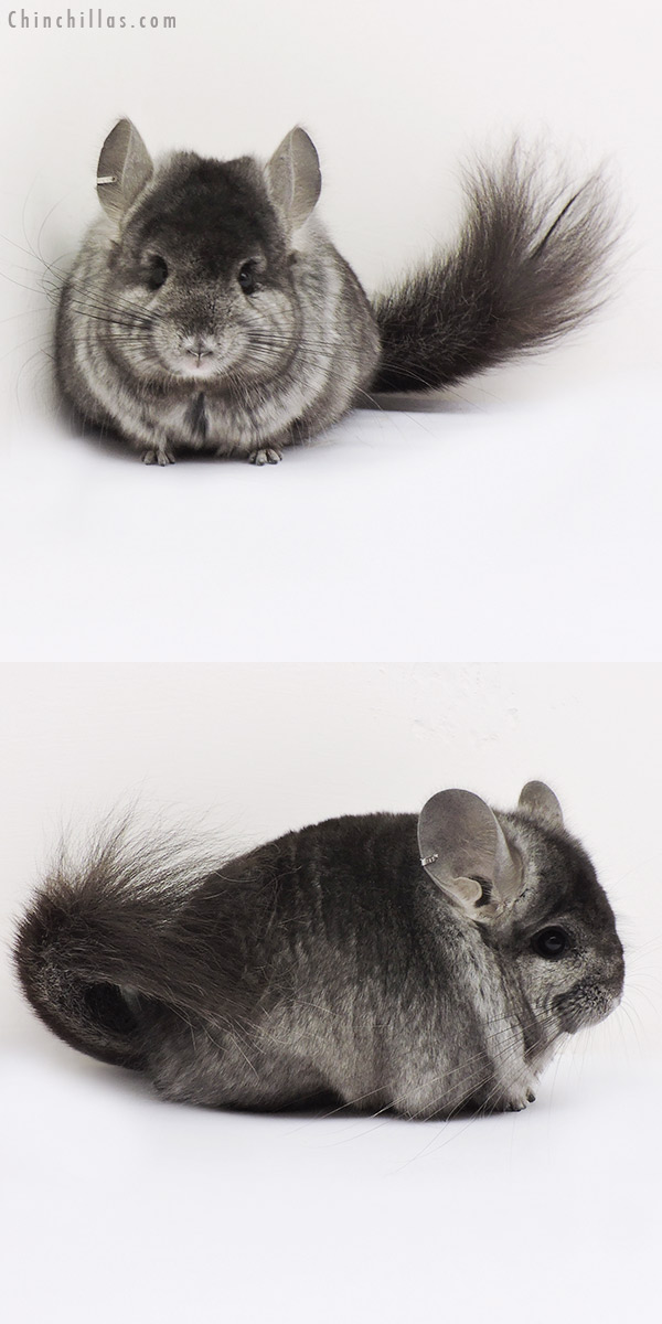 15103 Ebony  Royal Persian Angora Male Chinchilla