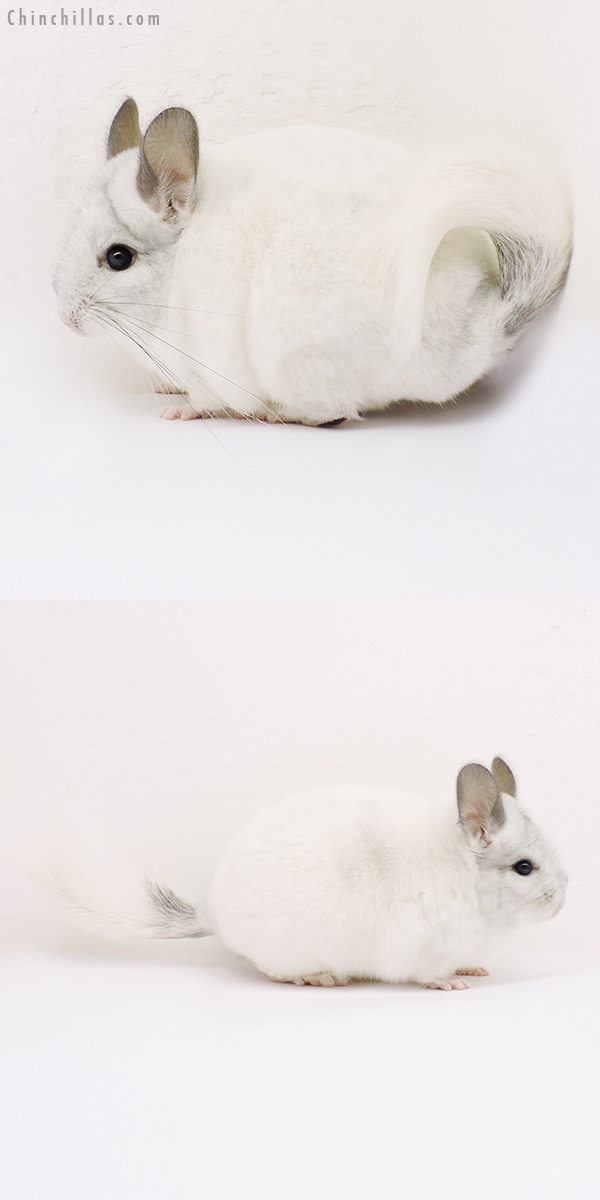 15091 White Mosaic (  Royal Persian Angora Carrier ) Male Chinchilla