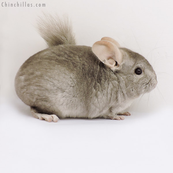 15109 Beige ( Ebony &  Royal Persian Angora Carrier ) Female Chinchilla