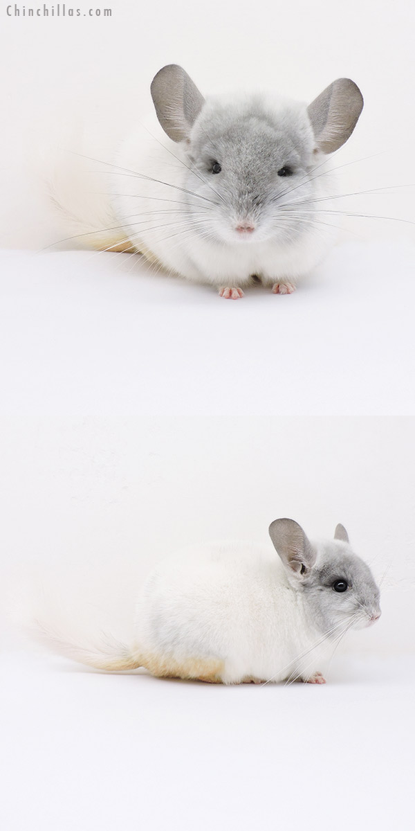 15110 Show Quality Violet & White Mosaic Male Chinchilla