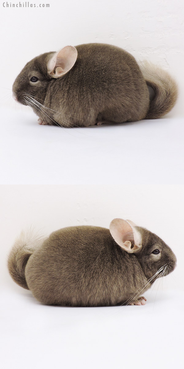 15111 Show Quality Tan Male Chinchilla