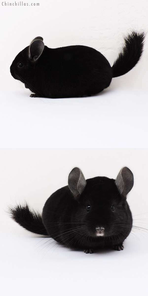 15112 Herd Improvement Quality Ebony Male Chinchilla