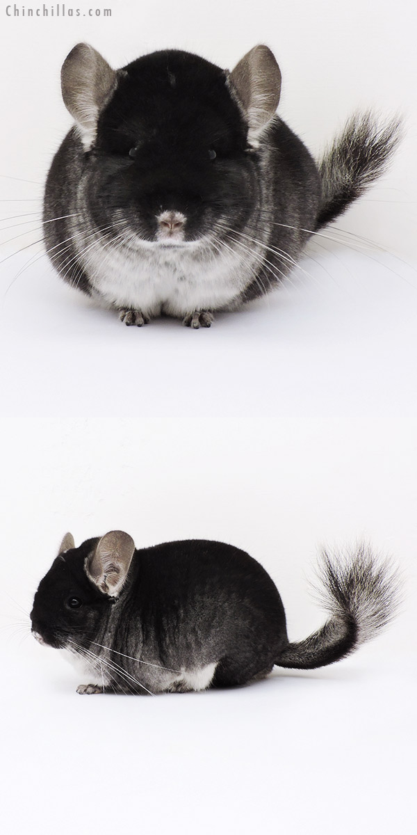 15114 Extra Large Herd Improvement Quality Black Velvet Male Chinchilla