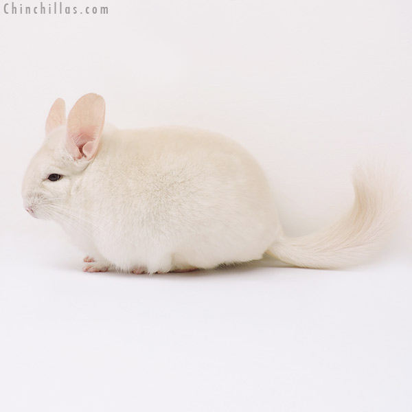 15115 Goldbar Male Chinchilla