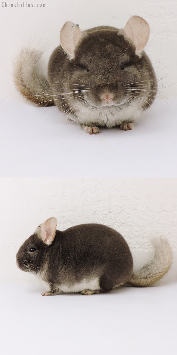 15117 Show Quality TOV Beige / Brown Velvet Male Chinchilla