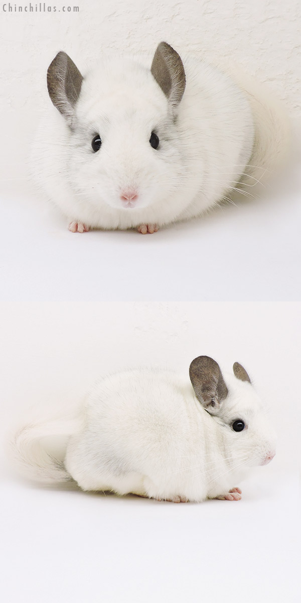 15118 Show Quality White Mosaic Male Chinchilla