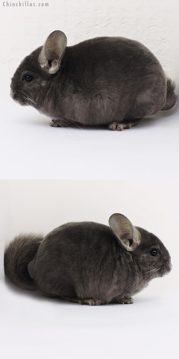 15119 Wrap Around Violet Male Chinchilla