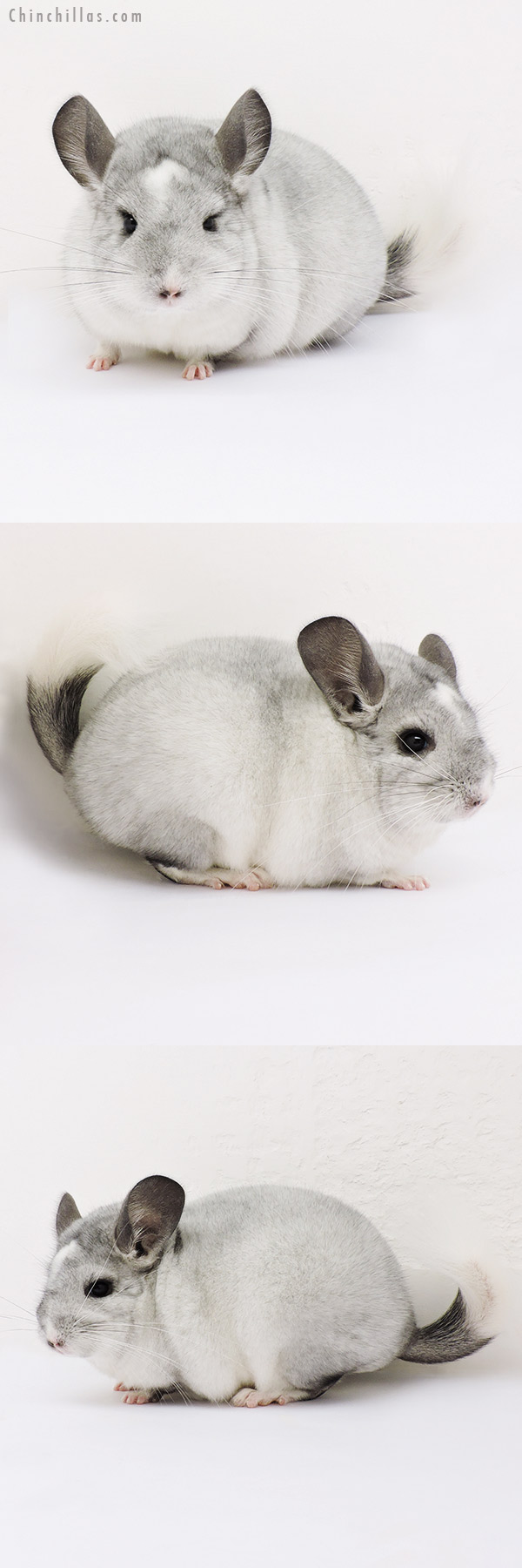 15120 Show Quality Silver Mosaic Female Chinchilla