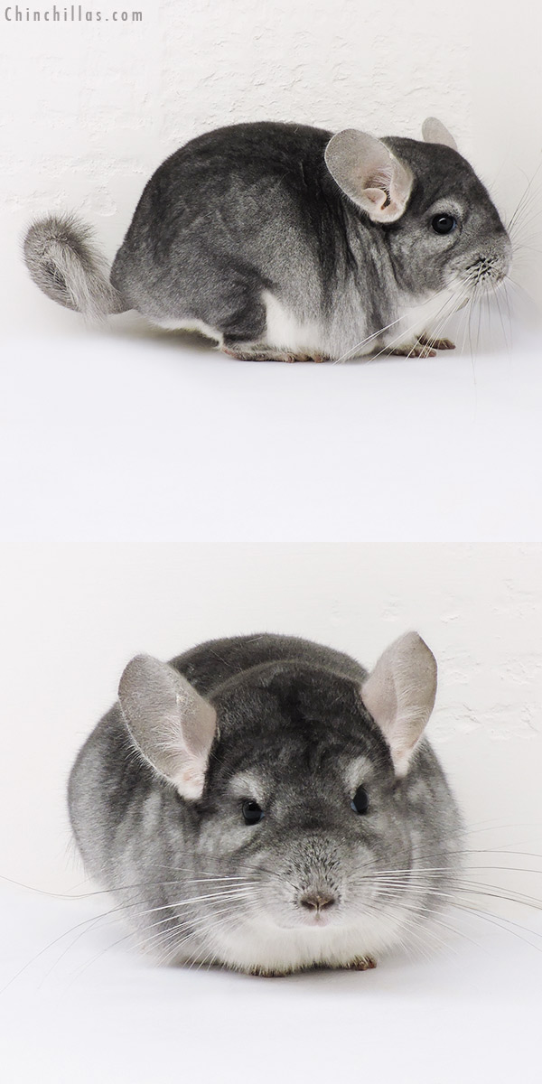 15121 Show Quality Sapphire Female Chinchilla