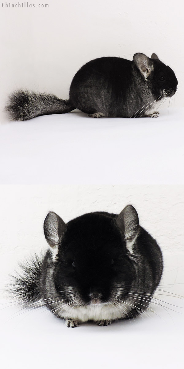 15122 Premium Production Quality Black Velvet Female Chinchilla