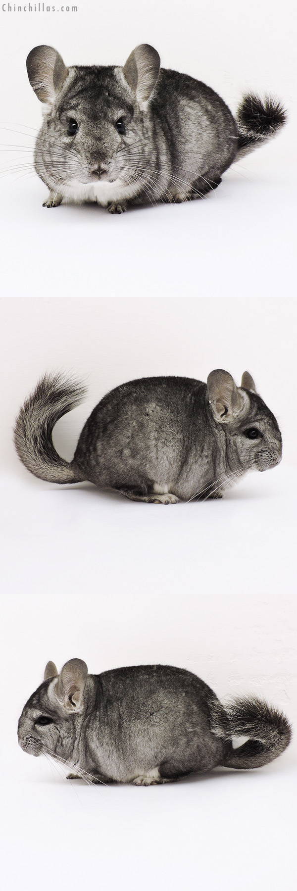 15123 Standard (  Royal Persian Angora Carrier ) Female Chinchilla