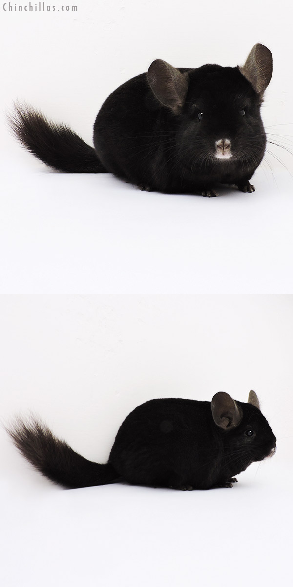 15124 Show Quality Ebony Female Chinchilla