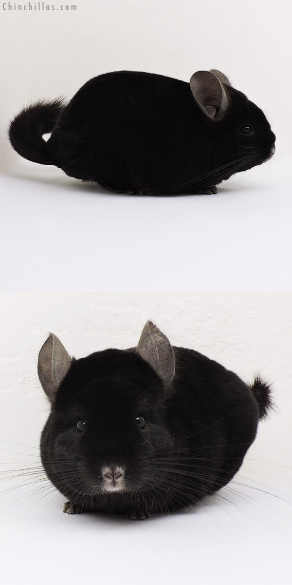 15125 Show Quality Ebony Male Chinchilla