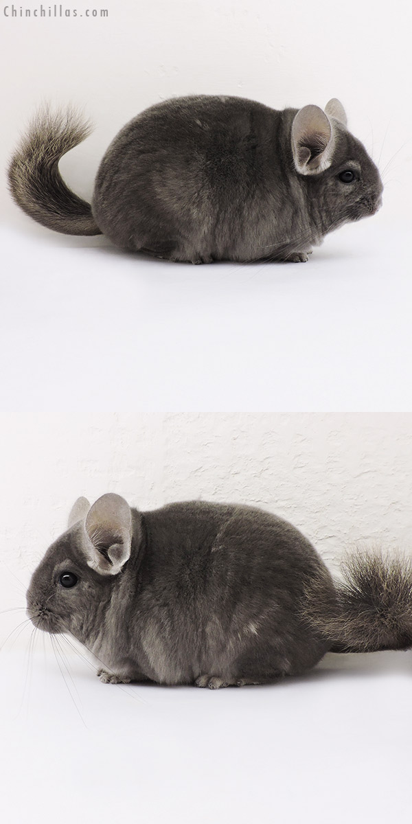 15127 Premium Production Quality Wrap Around Violet Female Chinchilla