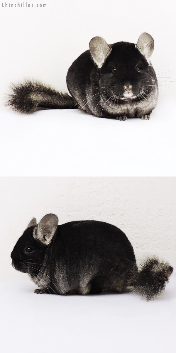 15129 Extra Large TOV Ebony Female Chinchilla