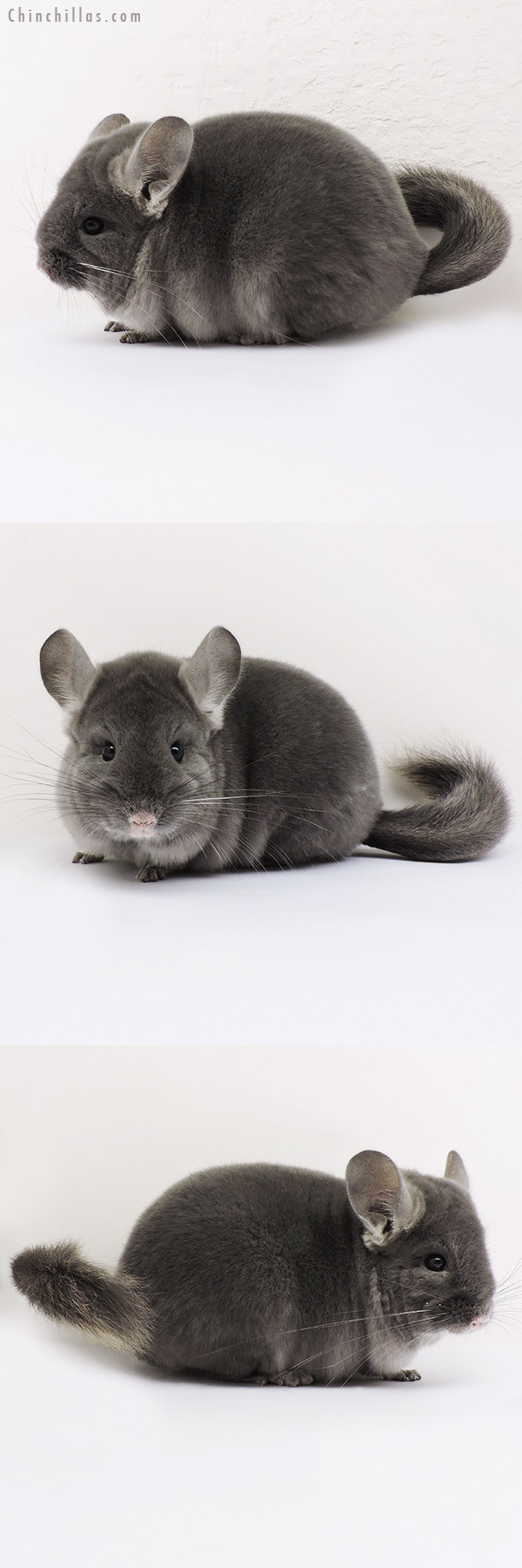 15130 Premium Production Quality Wrap Around Violet Female Chinchilla