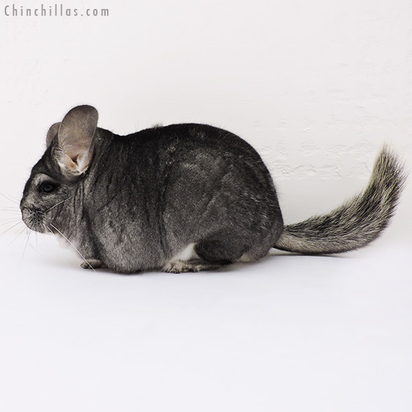 15131 Large Show Quality Standard Female Chinchilla