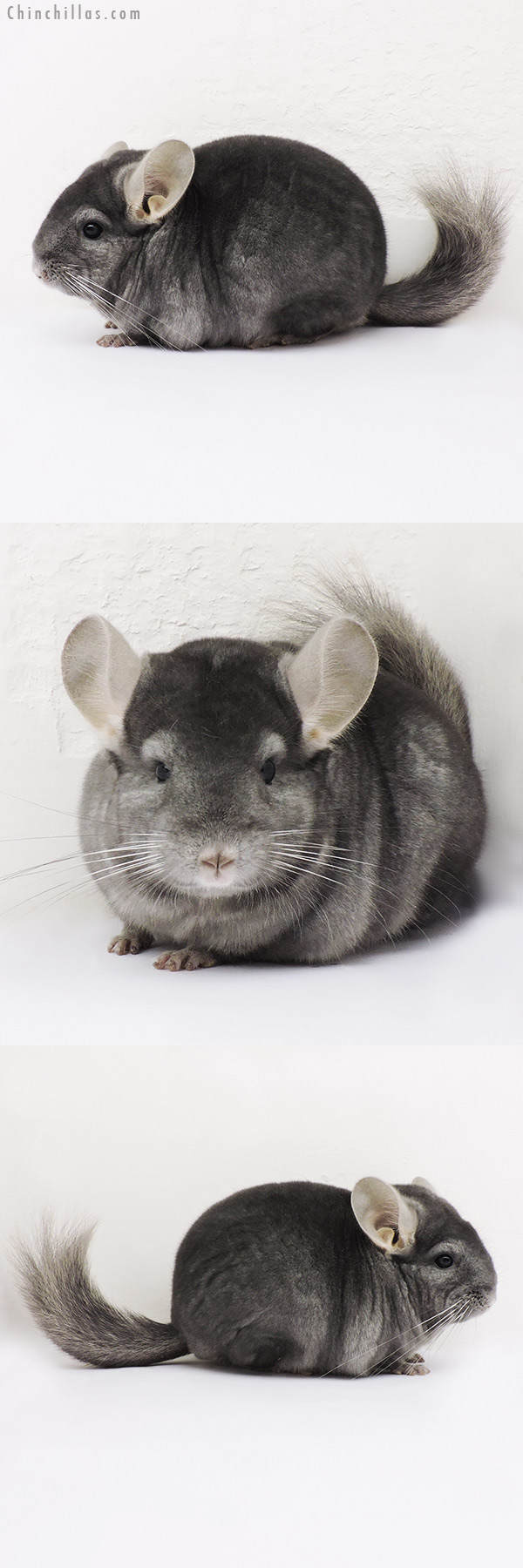 15132 Premium Production Quality Wrap Around Sapphire Female Chinchilla