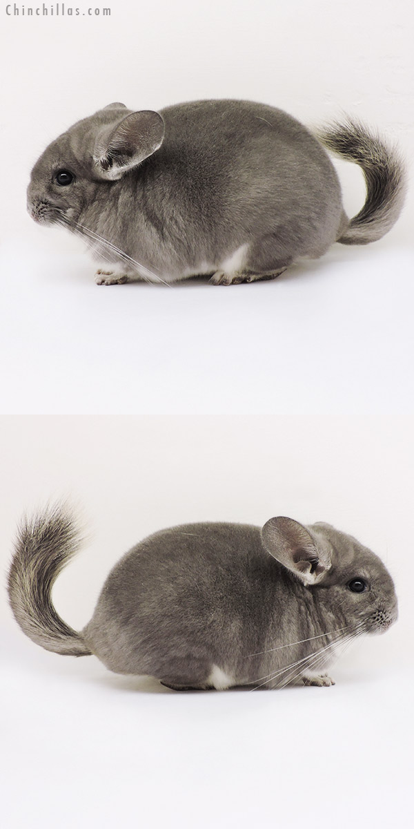 15133 Show Quality Violet Female Chinchilla