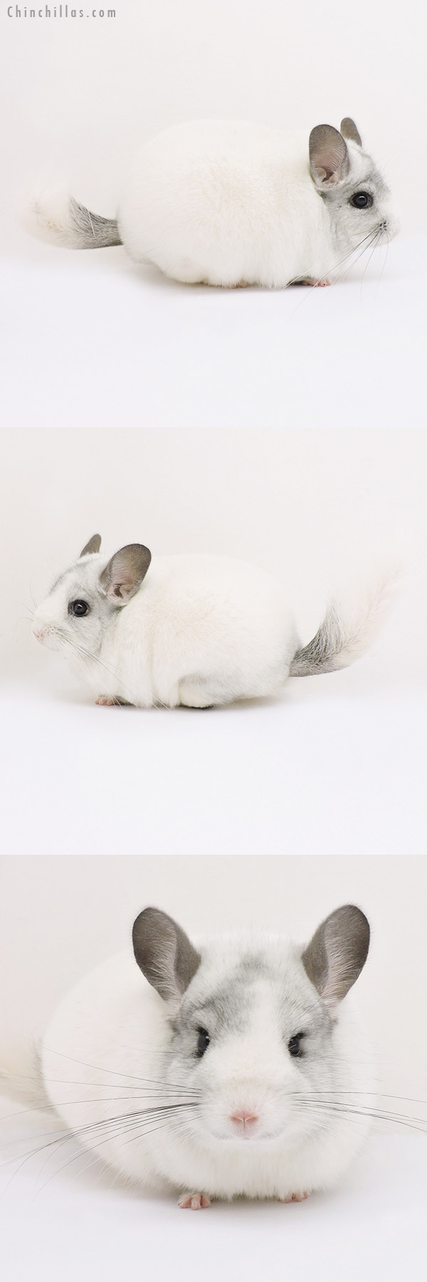 15135 Large Blocky Show Quality White Mosaic Female Chinchilla