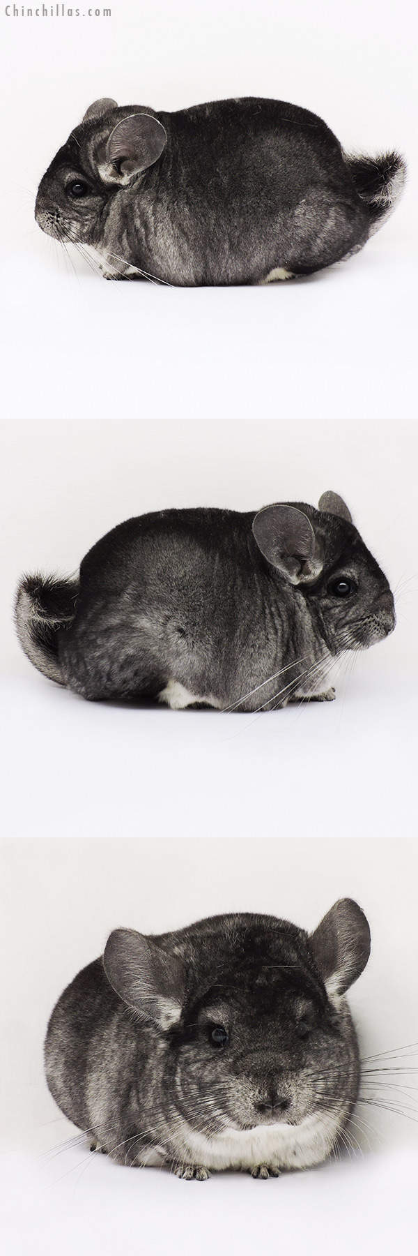 15136 Large Blocky Premium Production Quality Standard Female Chinchilla