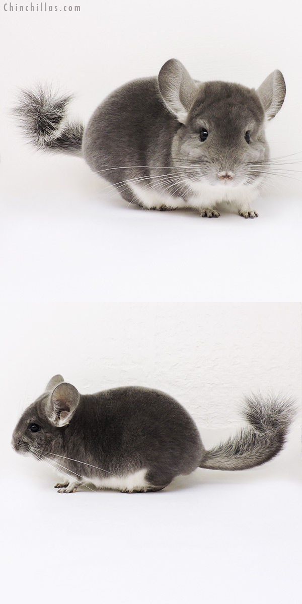 15139 Show Quality Violet Female Chinchilla