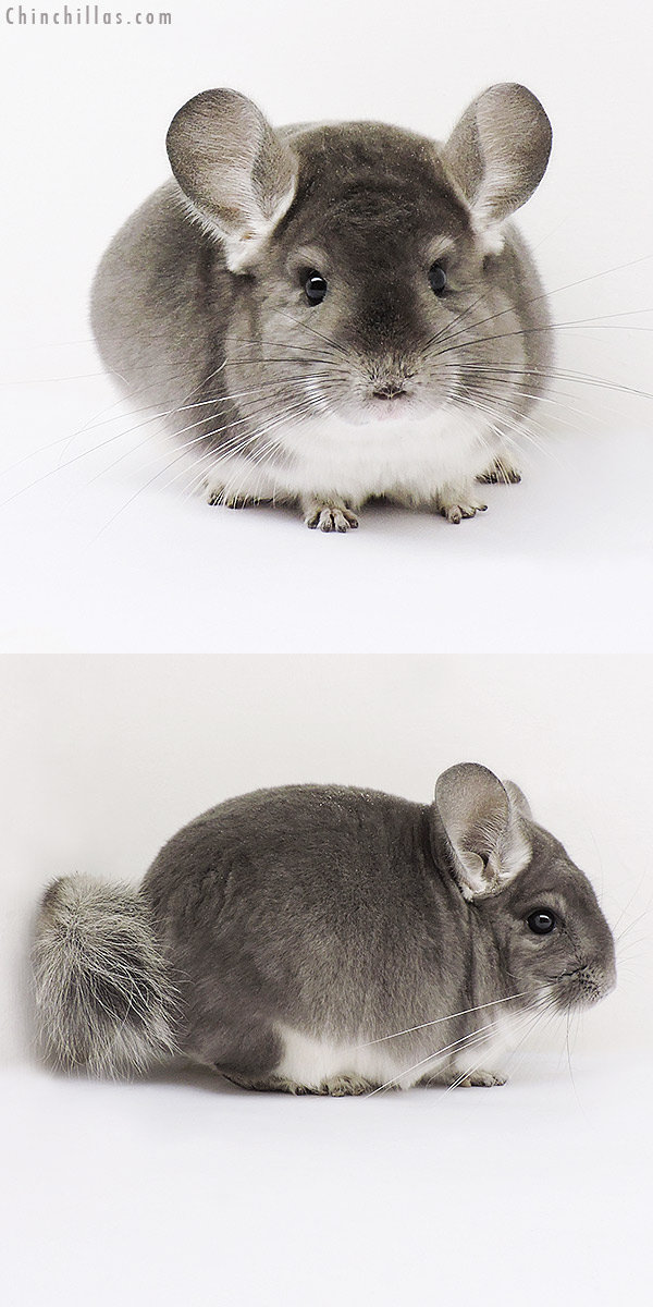 15137 Show Quality Violet Female Chinchilla