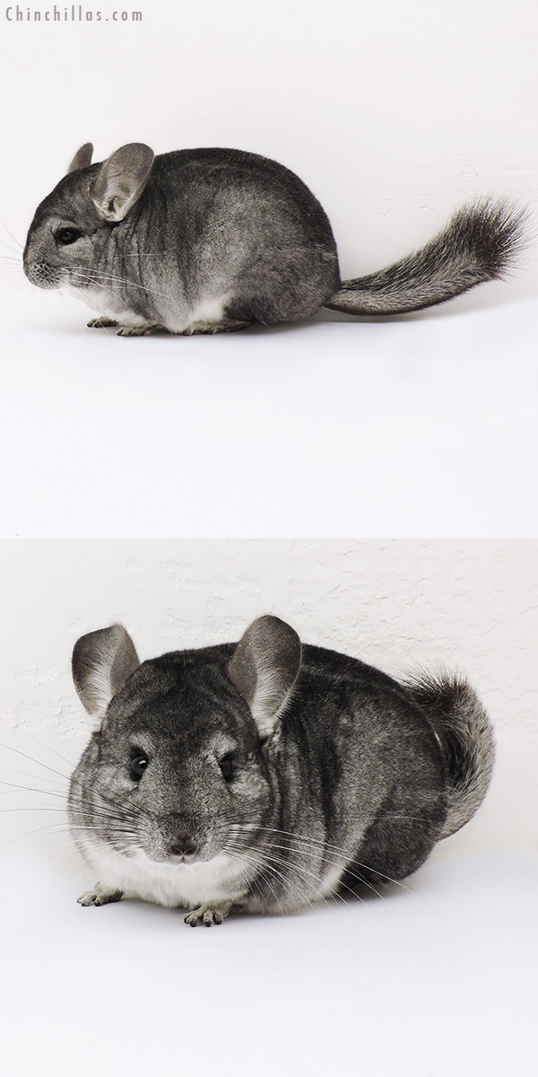 15138 Show Quality Standard Female Chinchilla