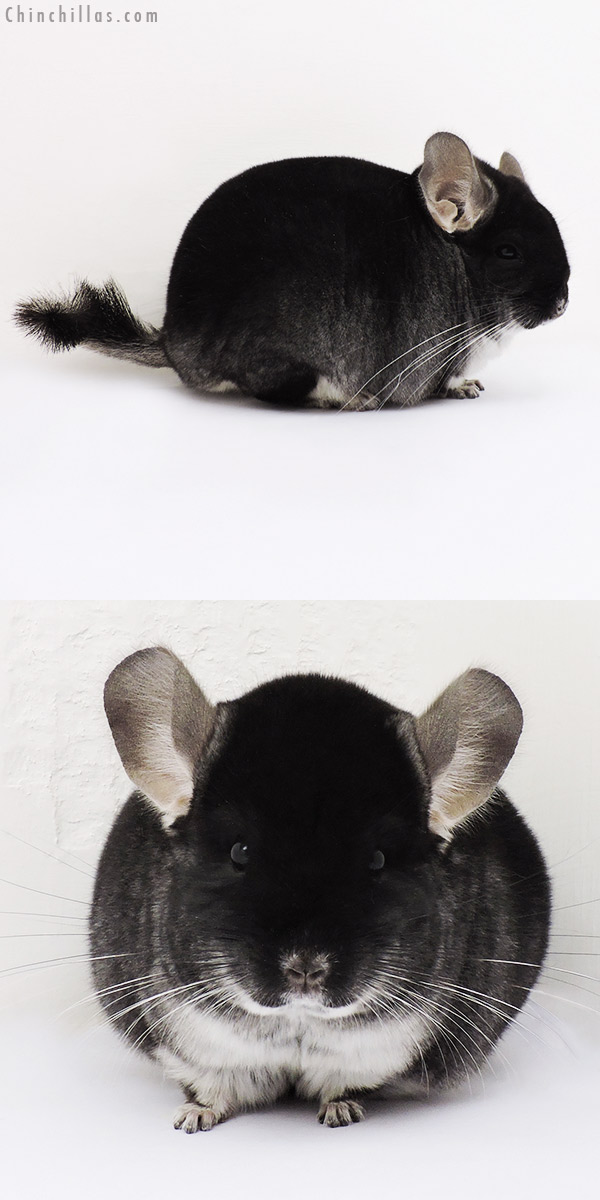 15143 Large Herd Improvement Quality Black Velvet Male Chinchilla