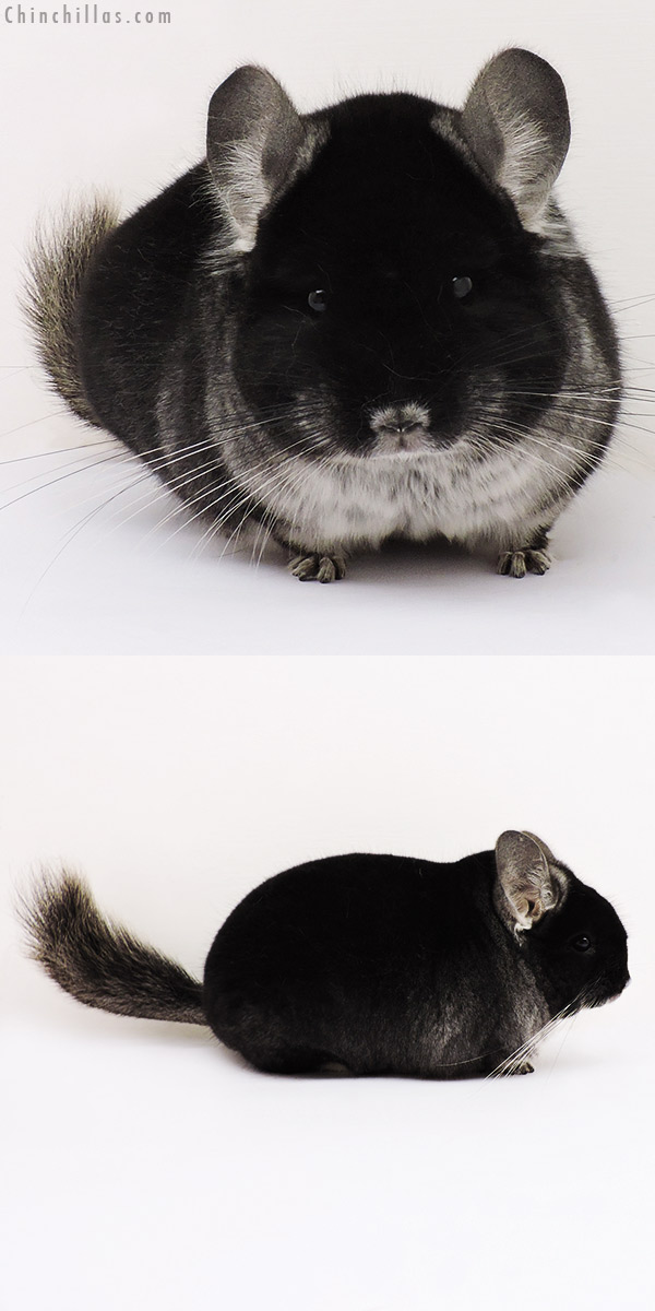 15155 Herd Improvement Quality Black Velvet Male Chinchilla