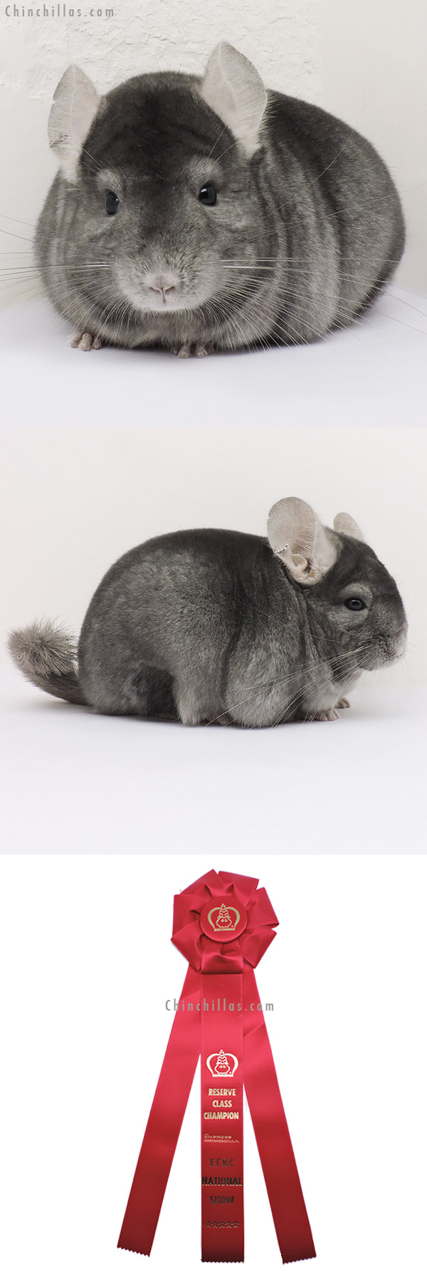 15158 ECBC National Reserve Class Champion Wrap Around Sapphire Female Chinchilla