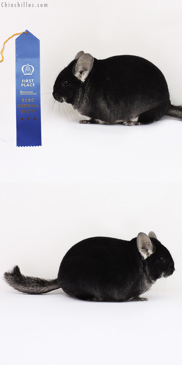 15148 ECBC National 1st Place Black Velvet Male Chinchilla