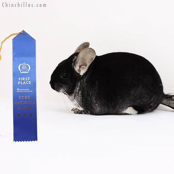 15149 ECBC National 1st Place Black Velvet Male Chinchilla