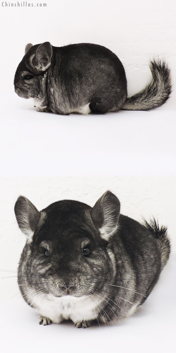 15151 Large Blocky Show Quality Standard Male Chinchilla