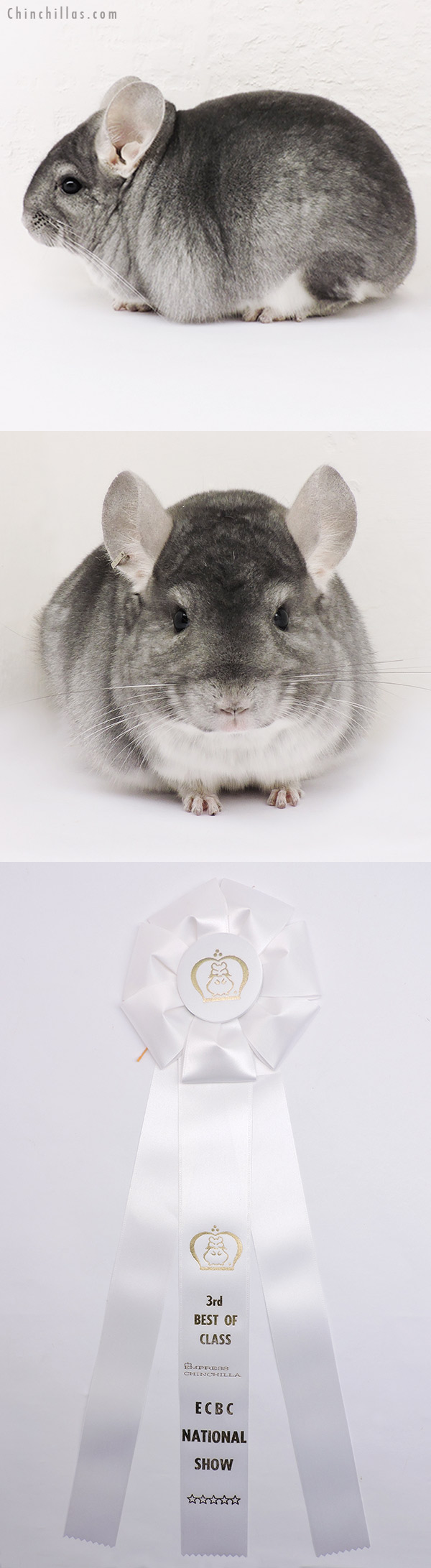 15152 ECBC National 3rd Best Class Champion Sapphire ( Ebony Carrier ) Male Chinchilla