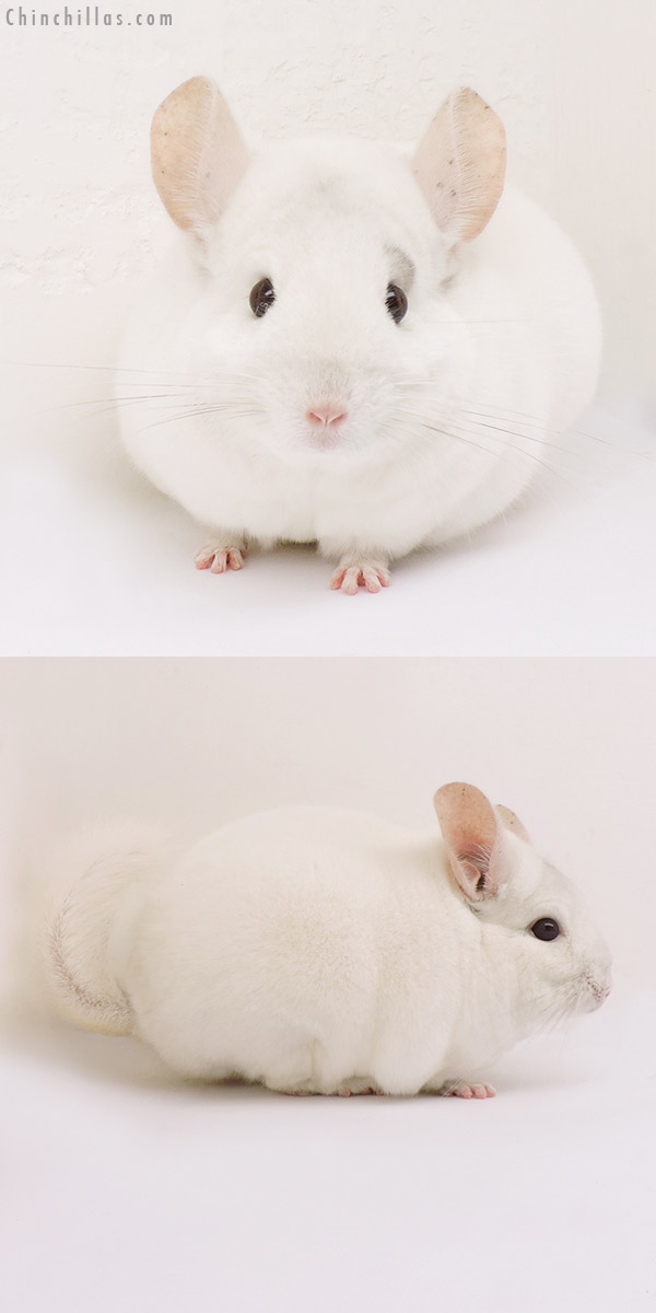 15153 Herd Improvement Quality Pink White Male Chinchilla