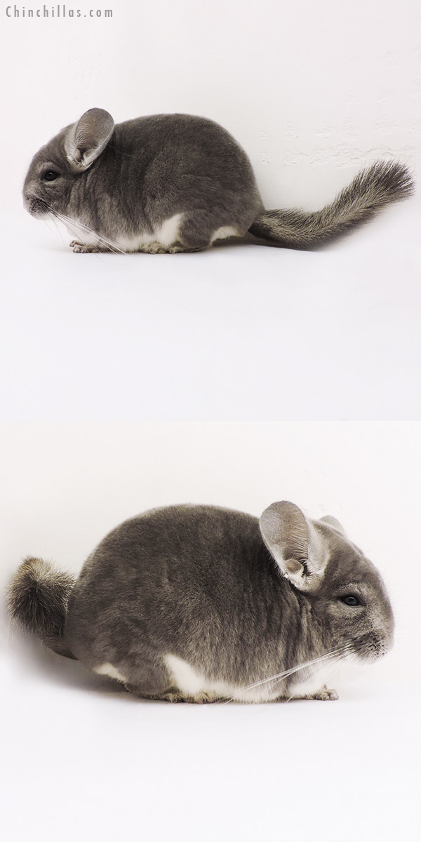 15154 Large Top Show Quality Violet Male Chinchilla
