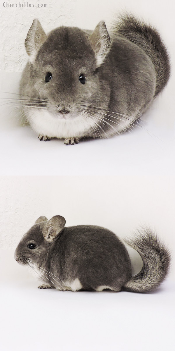 15157 Large Top Show Quality Violet Male Chinchilla