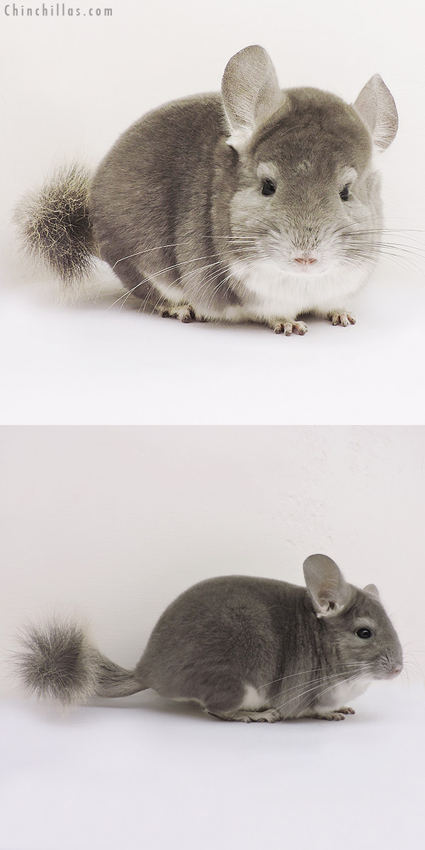 15159 Premium Production Quality Violet Female Chinchilla