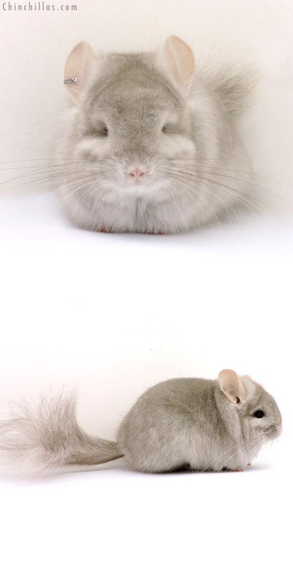 15164 Beige  Royal Persian Angora Female Chinchilla