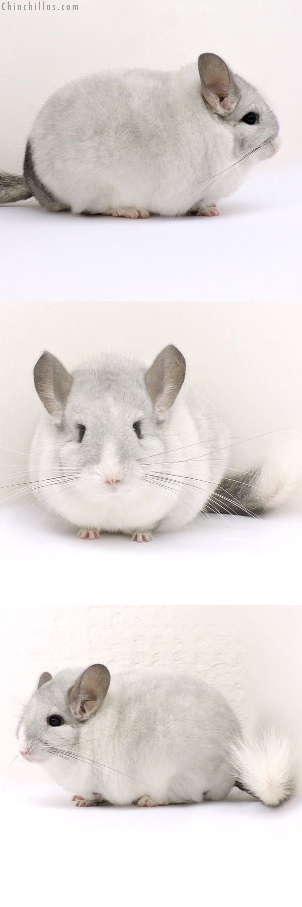 15165 Blocky Premium Production Quality Unique Silver Mosaic Female Chinchilla