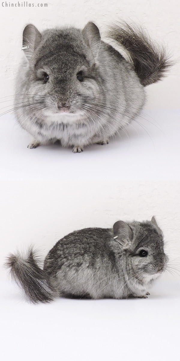 14345 Standard  Royal Persian Angora Male Chinchilla